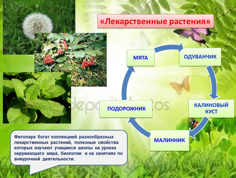 Лекарственные растения» Фитопарк богат коллекцией разнообразных лекарственных растений, полезные свойства которых изучают учащиеся школы на уроках окружающего мира, биологии и на занятиях по внеурочной деятельности