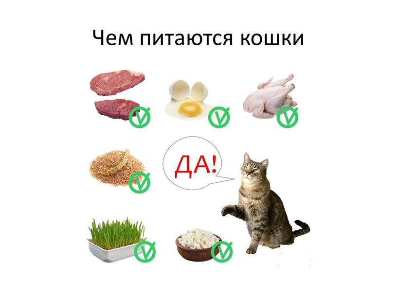 Чем питаются кошки