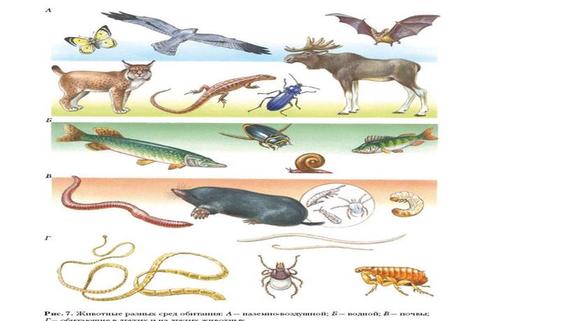Среды обитания организмов , 5 класс, биология