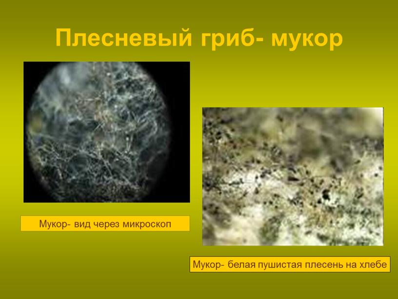 Плесневый гриб- мукор Мукор- вид через микроскоп