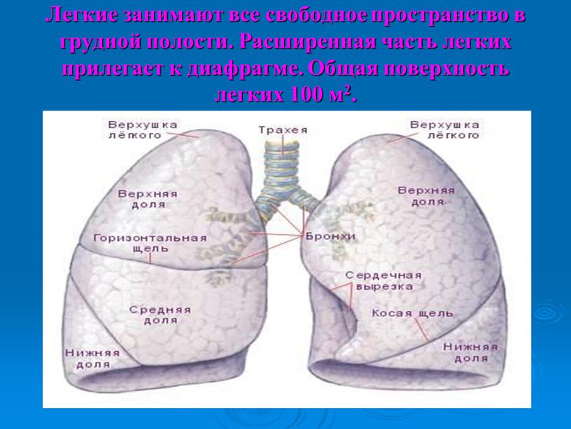 Легкие занимают все свободное пространство в грудной полости