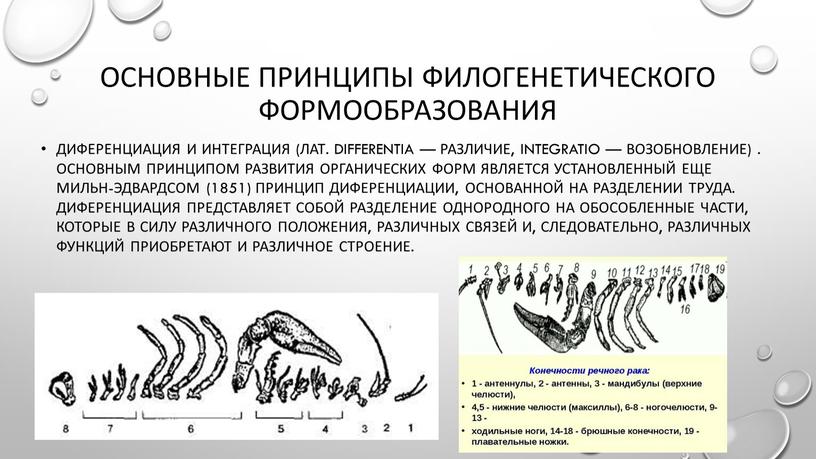 ОСНОВНЫЕ ПРИНЦИПЫ ФИЛОГЕНЕТИЧЕСКОГО