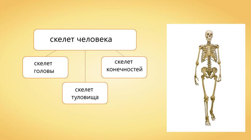 5. Уровни организации. Структура тела. Органы и системы органов