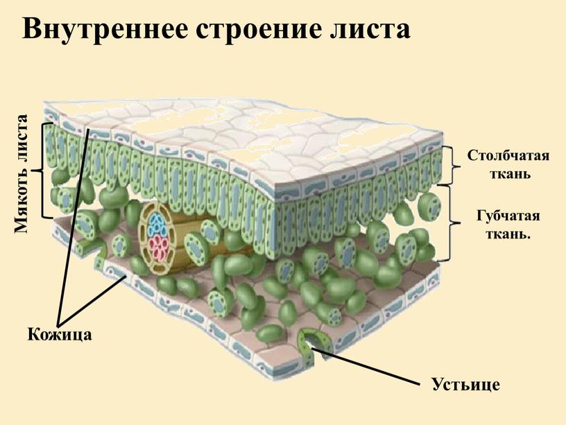 Внутреннее строение листа Кожица