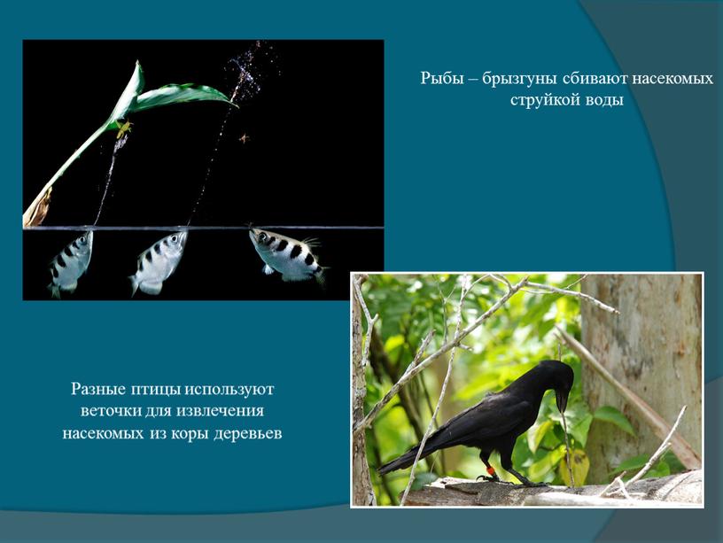 Рыбы – брызгуны сбивают насекомых струйкой воды