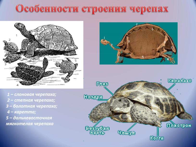 Особенности строения черепах 1 – слоновая черепаха; 2 – степная черепаха; 3 – болотная черепаха; 4 – каретта; 5 – дальневосточная мягкотелая черепаха