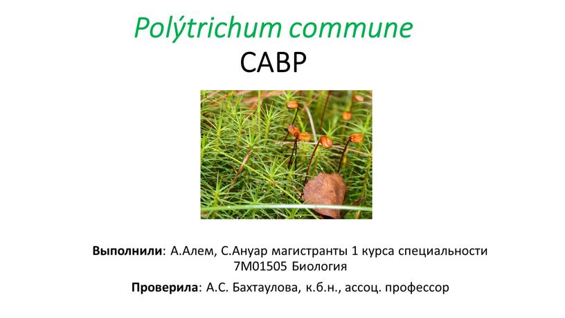 Polýtrichum commune САВР Выполнили :