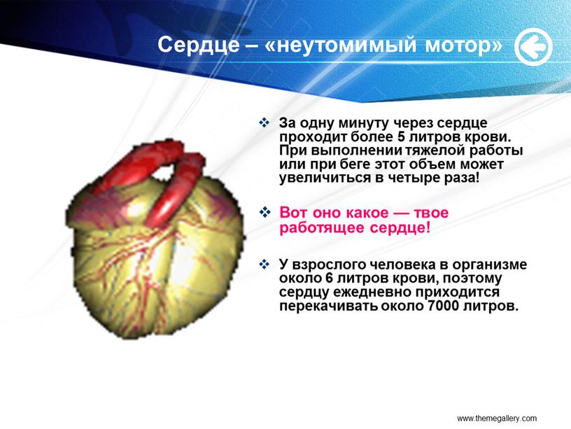 Сердце – «неутомимый мотор» За одну минуту через сердце проходит более 5 литров крови