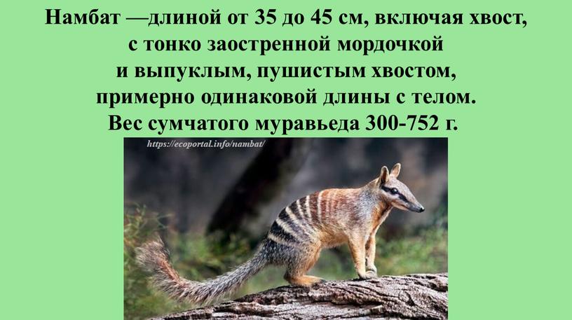 Намбат —длиной от 35 до 45 см, включая хвост, с тонко заостренной мордочкой и выпуклым, пушистым хвостом, примерно одинаковой длины с телом