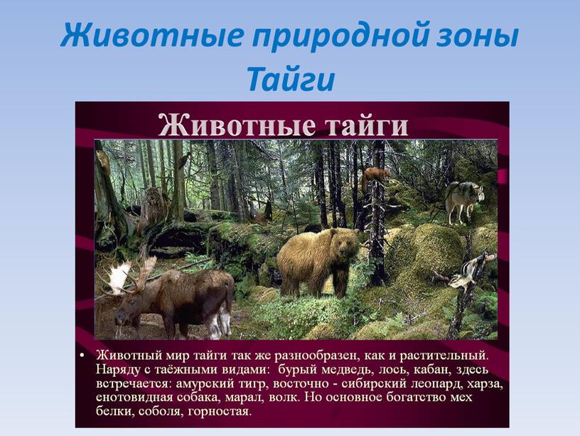 Животные природной зоны Тайги