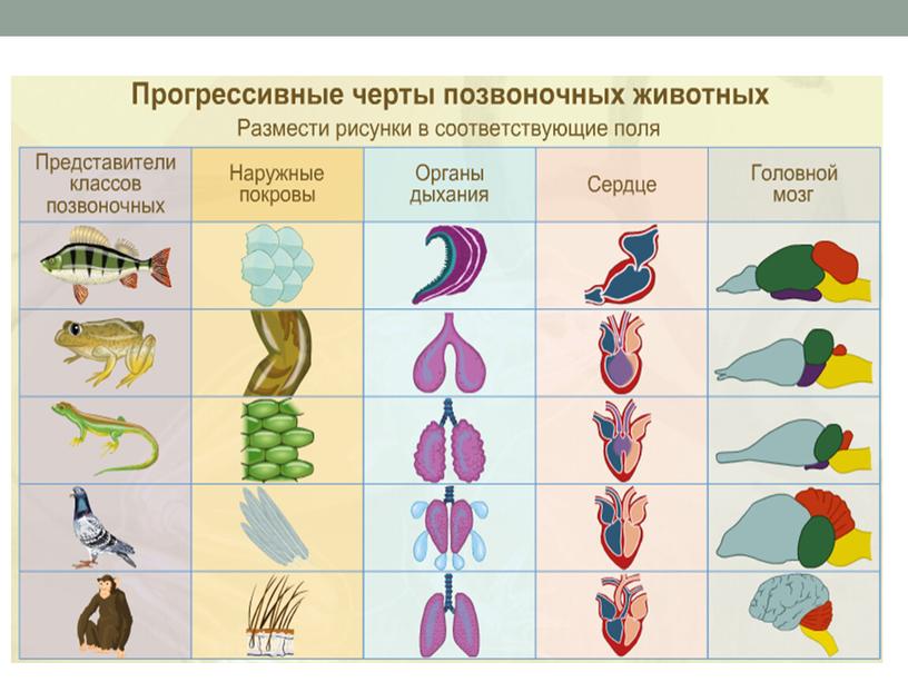 Презентация к обобщающему уроку по биологии в 7 классе по теме "Тип Хордовые"