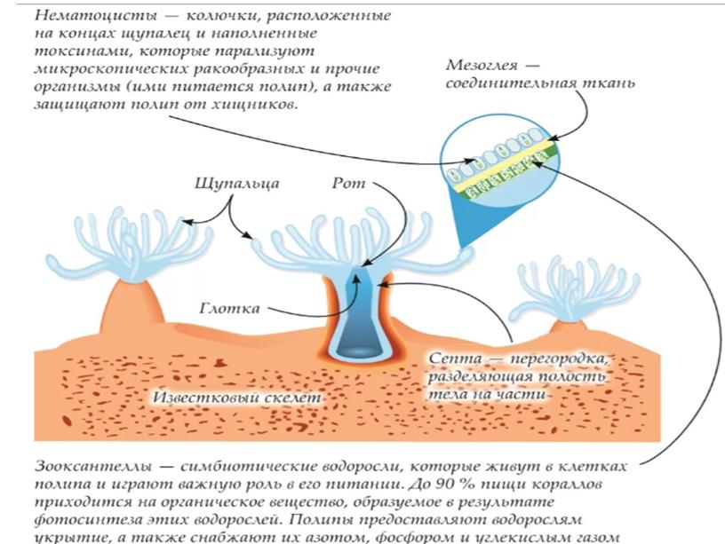 Класс Коралловые полипы (Anthozoa)