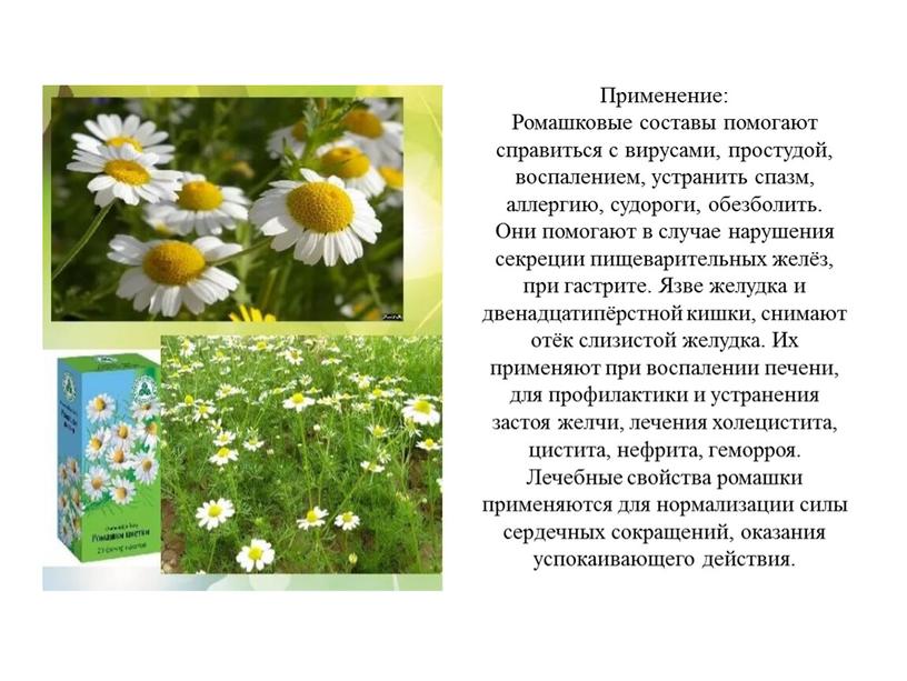 Применение: Ромашковые составы помогают справиться с вирусами, простудой, воспалением, устранить спазм, аллергию, судороги, обезболить