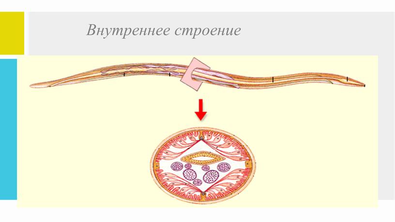 Внутреннее строение