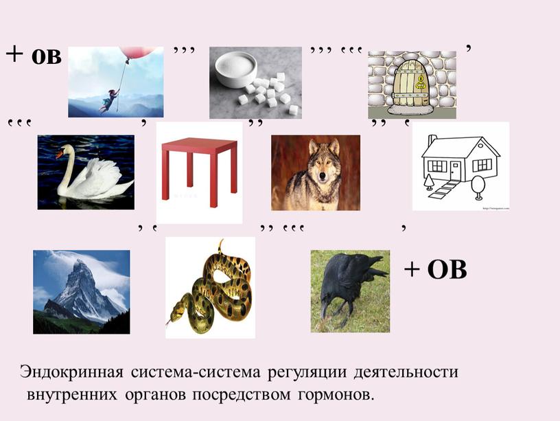 ОВ Эндокринная система-система регуляции деятельности внутренних органов посредством гормонов