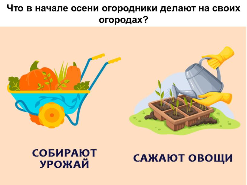 Что в начале осени огородники делают на своих огородах?