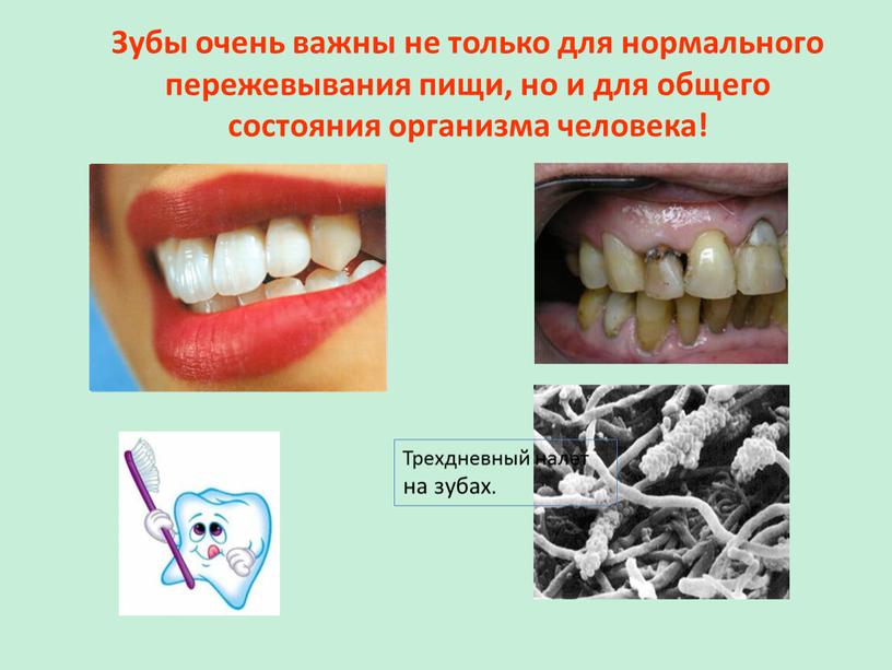 Зубы очень важны не только для нормального пережевывания пищи, но и для общего состояния организма человека!