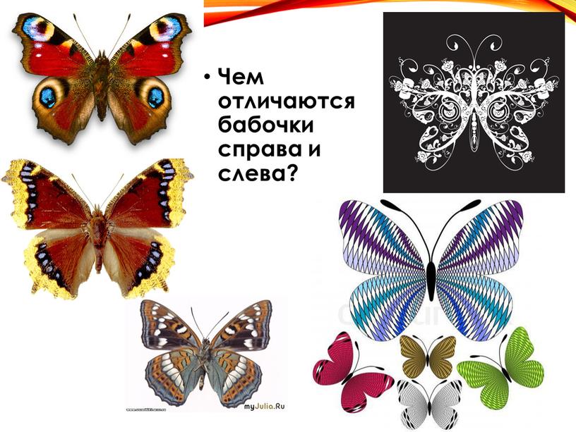Бабочки Чем отличаются бабочки справа и слева?
