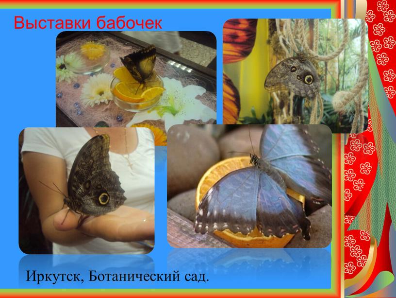 Выставки бабочек Иркутск, Ботанический сад