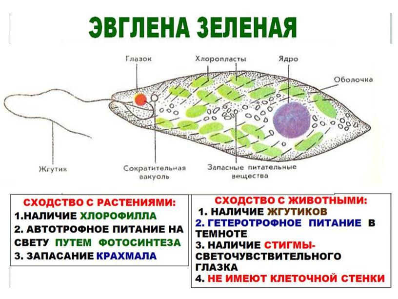 Беспозвоночные животные. Подготовка к ГИА