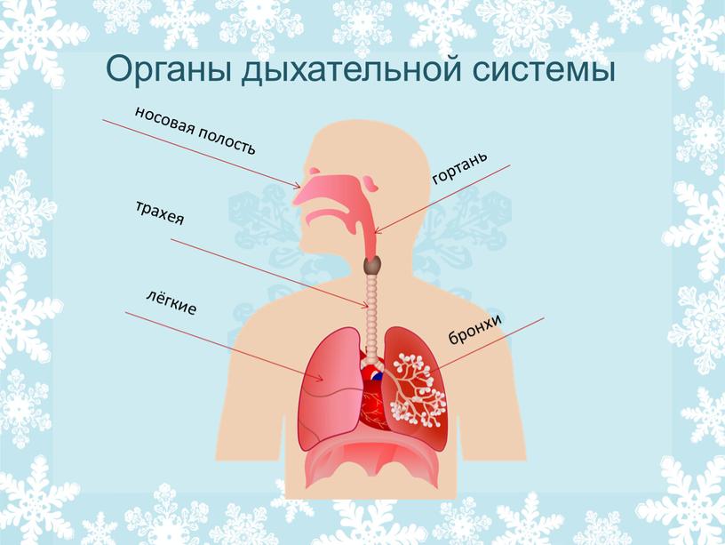 Органы дыхательной системы носовая полость трахея лёгкие гортань бронхи