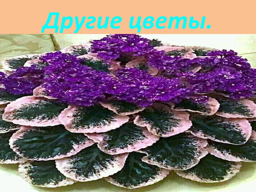 Другие цветы.