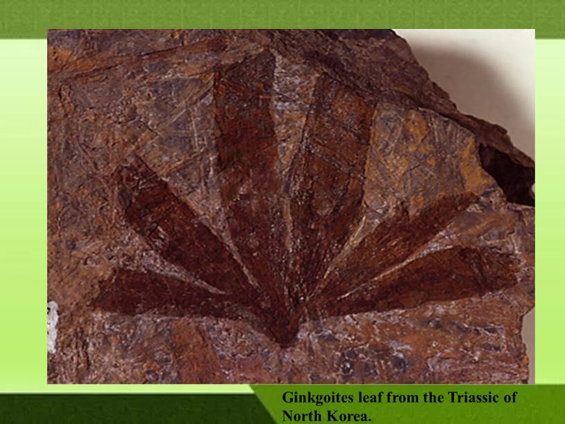 Ginkgoites leaf from the Triassic of