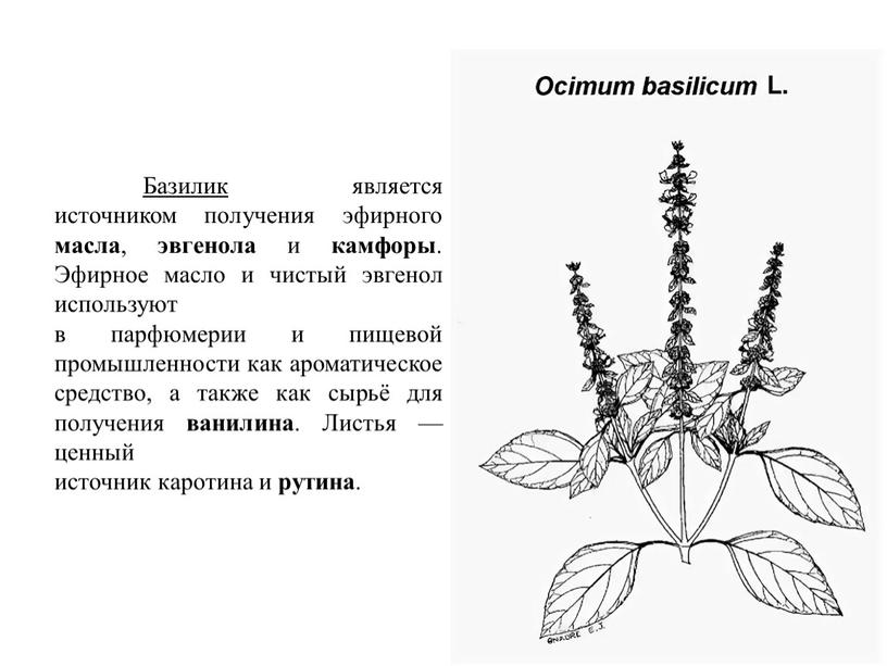 Базилик является источником получения эфирного масла , эвгенола и камфоры