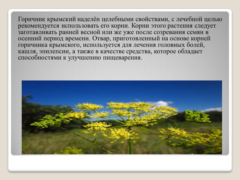 Горичник крымский наделён целебными свойствами, с лечебной целью рекомендуется использовать его корни