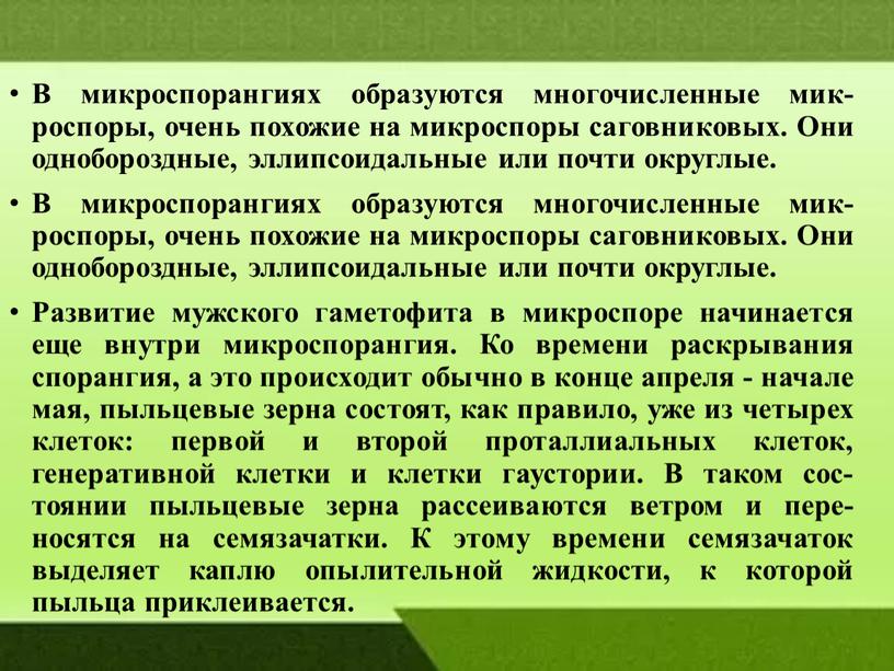 В микроспорангиях образуются многочисленные мик-роспоры, очень похожие на микроспоры саговниковых