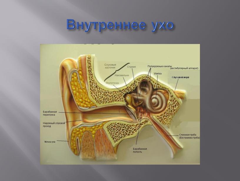 Внутреннее ухо