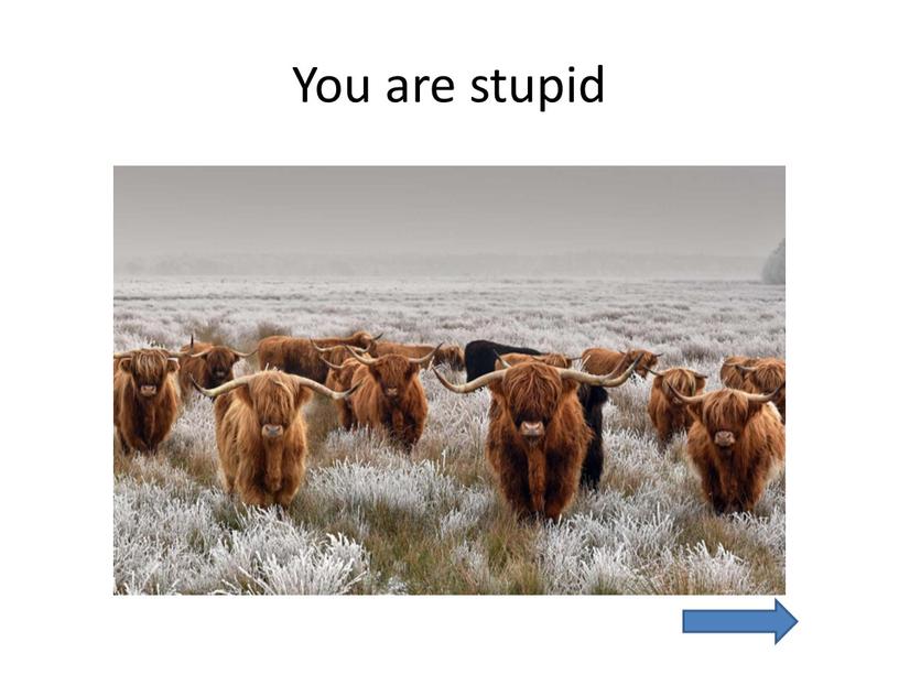 You are stupid