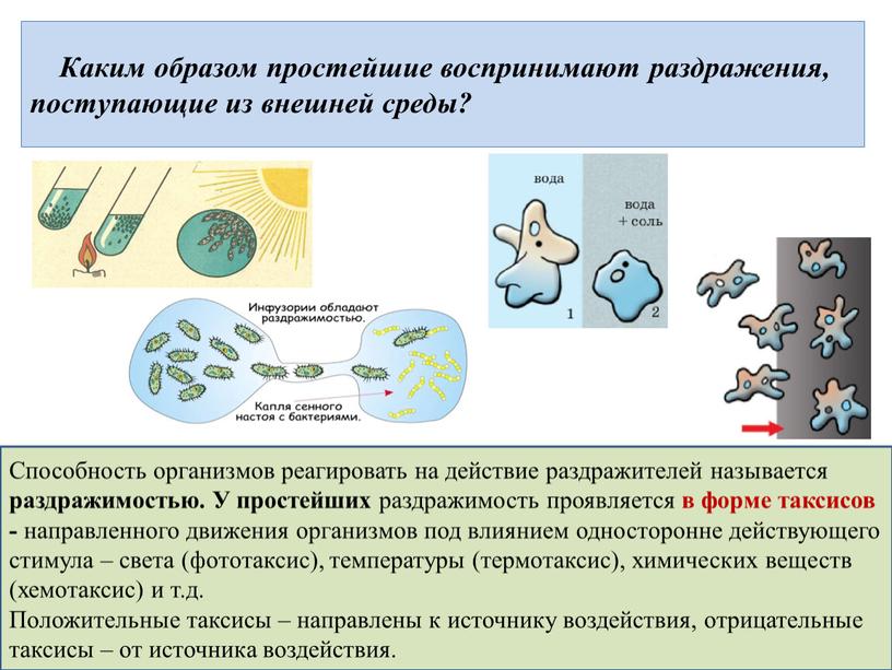 Каким образом простейшие воспринимают раздражения, поступающие из внешней среды?