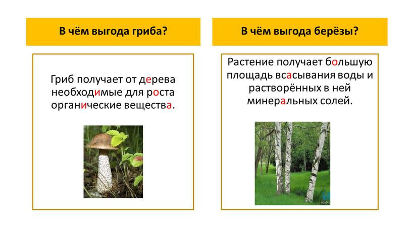 В чём выгода гриба? Гриб получает от дерева необходимые для роста органические вещества