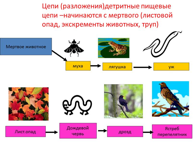 Мертвое животное Цепи (разложения)детритные пищевые цепи –начинаются с мертвого (листовой опад, экскременты животных, труп) муха лягушка уж