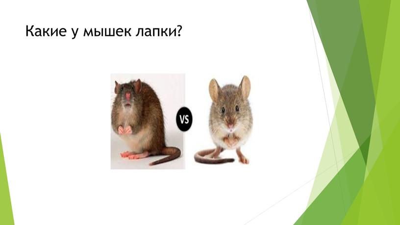 Какие у мышек лапки?