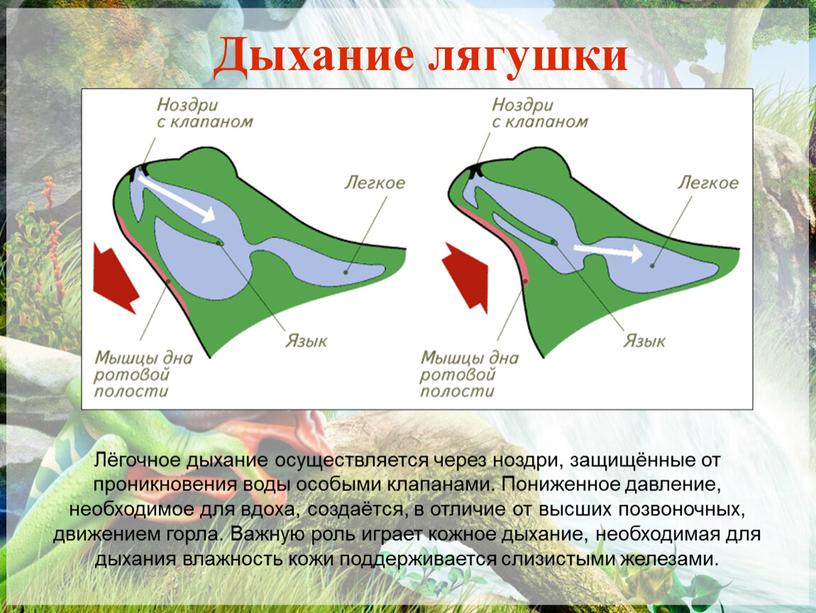 Дыхание лягушки Лёгочное дыхание осуществляется через ноздри, защищённые от проникновения воды особыми клапанами