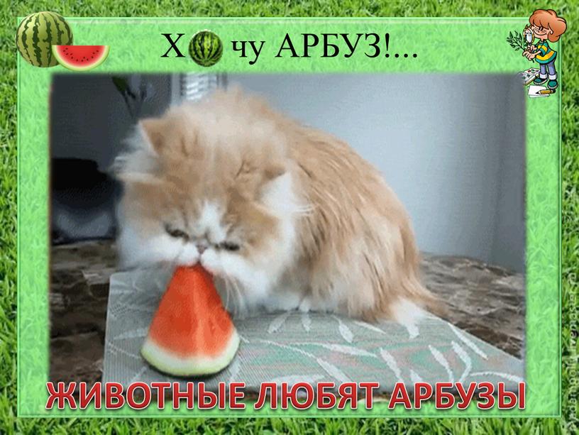 Х о чу АРБУЗ!... ЖИВОТНЫЕ ЛЮБЯТ