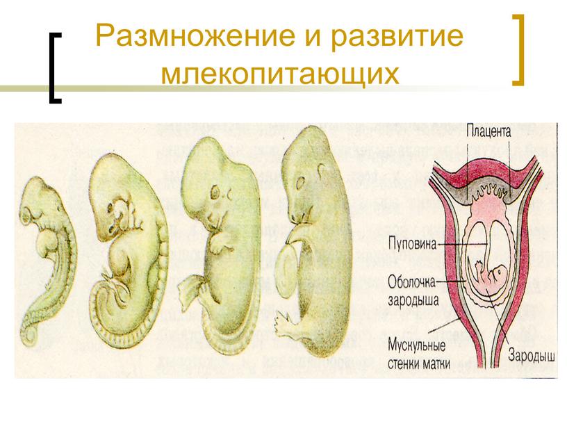 Размножение и развитие млекопитающих