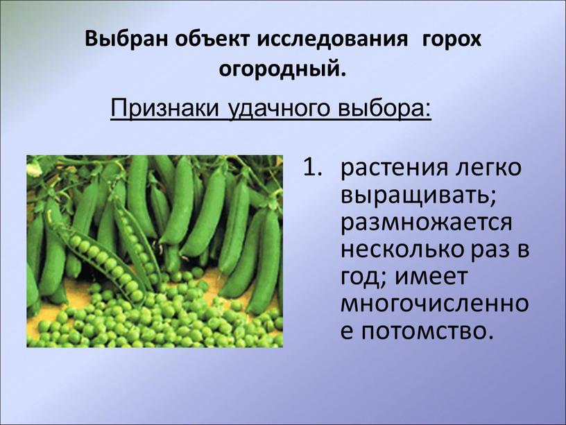 Выбран объект исследования горох огородный