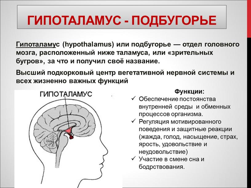 Гипоталамус - подбугорье Гипоталаму с (hypothalamus) или подбугорье — отдел головного мозга, расположенный ниже таламуса, или «зрительных бугров», за что и получил своё название