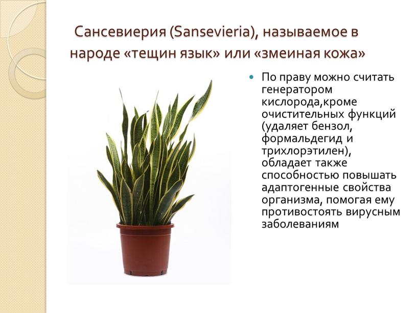 Сансевиерия (Sansevieria), называемое в народе «тещин язык» или «змеиная кожа»