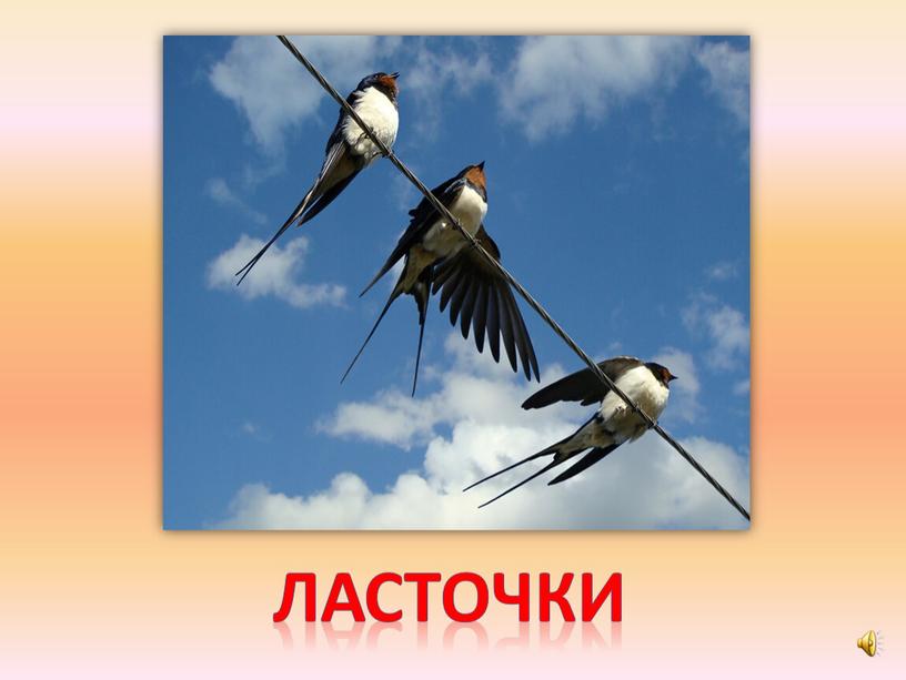 ласточки