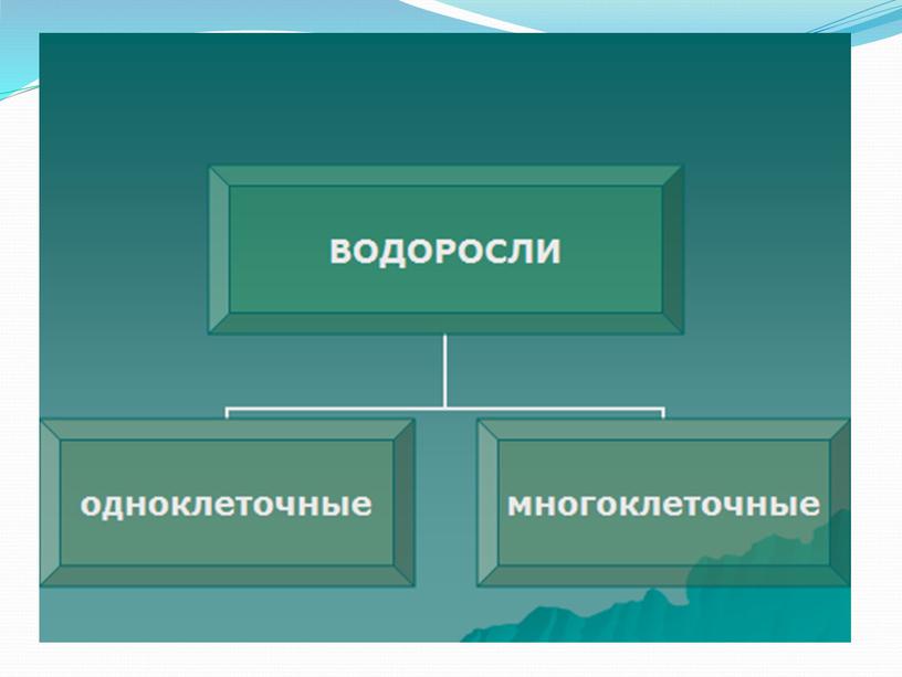 Строение водорослей