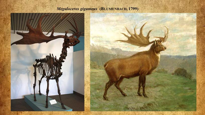 Megaloceros giganteus (Blumenbach, 1799)