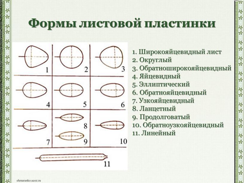 Формы листовой пластинки 1. Широкояйцевидный лист 2