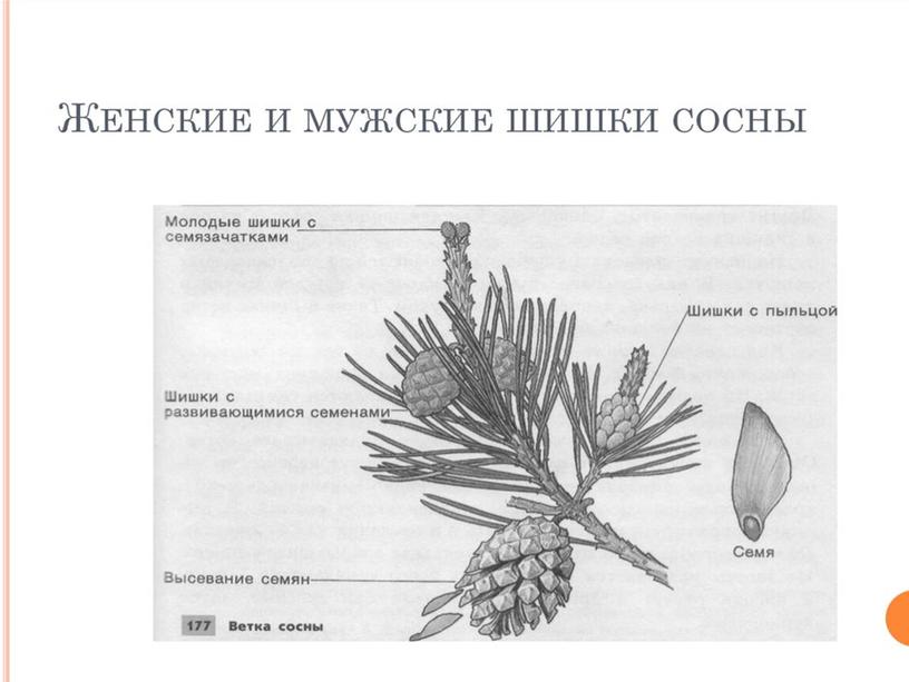 Подготовка к ЕГЭ по биологии.Жизненные циклы растений (теория и задания)