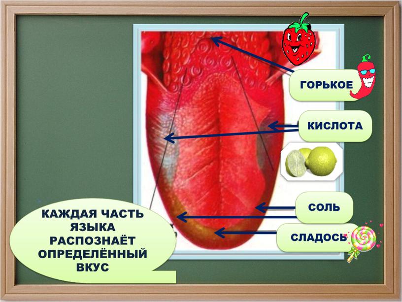 Зона языка отмеченная на рисунке