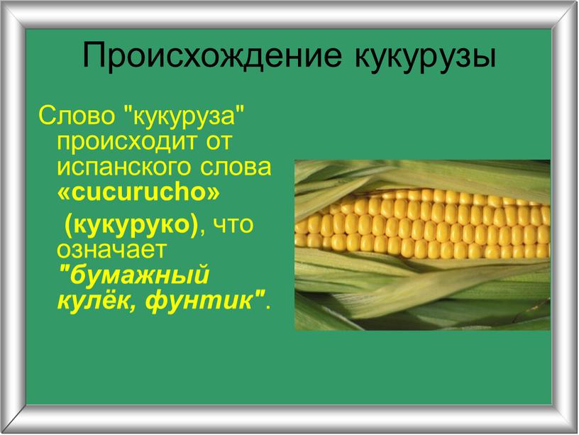 Происхождение кукурузы Слово "кукуруза" происходит от испанского слова «cucurucho» (кукуруко) , что означает "бумажный кулёк, фунтик"