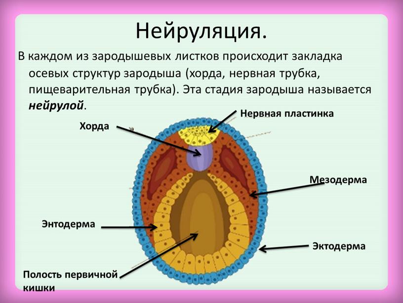 Нейруляция. В каждом из зародышевых листков происходит закладка осевых структур зародыша (хорда, нервная трубка, пищеварительная трубка)